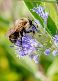 Close-up of bee pollinating on purple flower