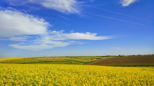 Scenic view of field against sky