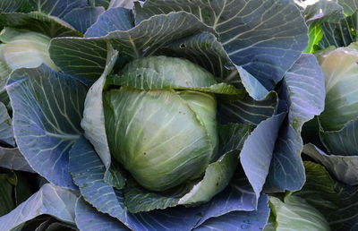 Full frame shot of cabbages growing at farm