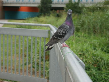 Side view of pigeon perching on railing