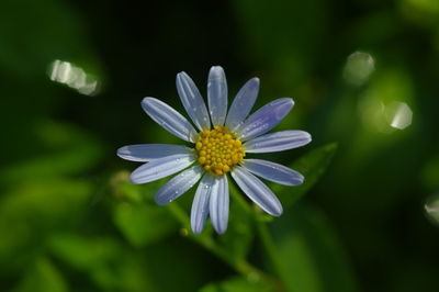 Close-up of purple daisy flower