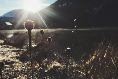 Close-up of plants growing on field