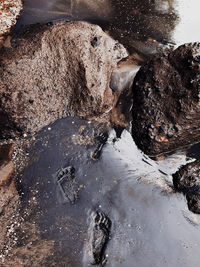 High angle view of crab on wet shore