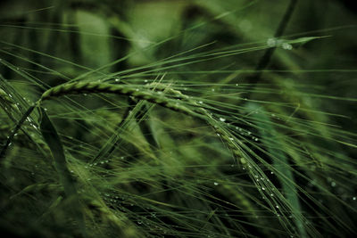 Full frame shot of plants