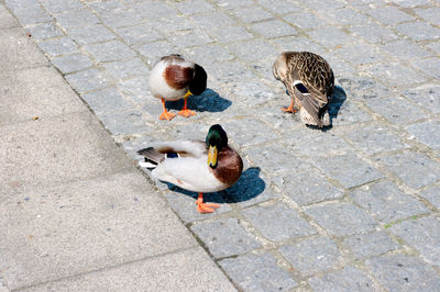 High angle view of mallard ducks in water