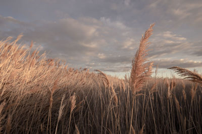 Close-up of grass against sky