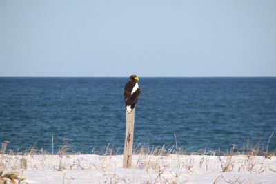View of bird in sea against clear sky