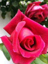 Close-up of red rose blooming outdoors