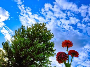 Low angle view of flowering plant against blue sky