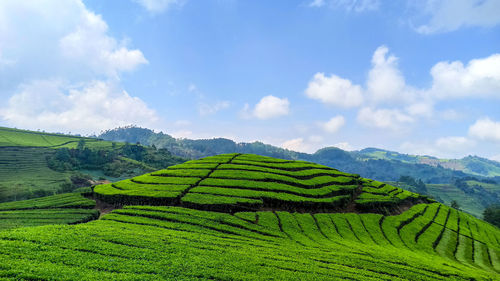 Scenic view of agricultural field against sky