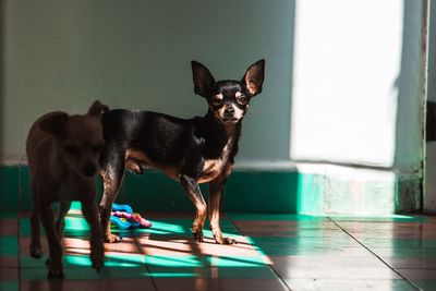 Portrait of dog standing on floor