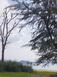 Trees on field against sky