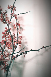 Close-up low angle view of flowers