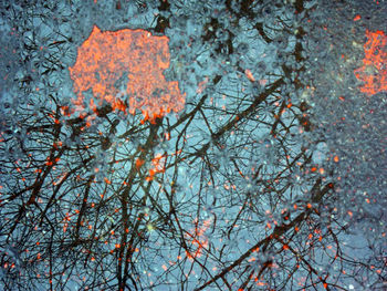 Low angle view of trees against sky during winter