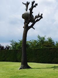 Tree against sky