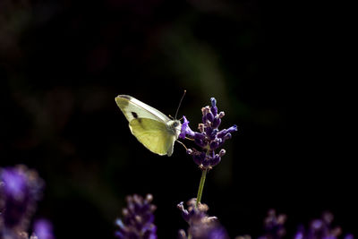 Close-up of butterfly on lavender flowers