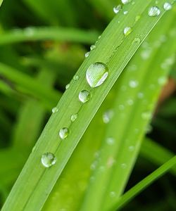 Close-up of wet leaves on rainy day