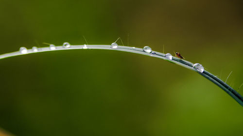 Close-up of raindrops on grass