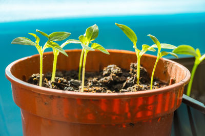 Close-up of potted plant