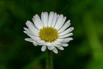 Close-up of daisy flower