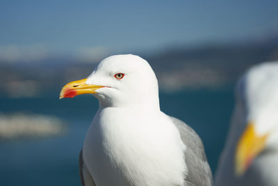 Any seagull looking for dinner