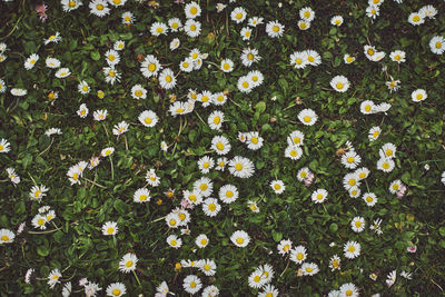 High angle view of flowering plants on field