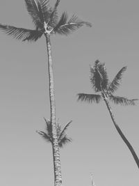 Low angle view of palm tree against clear sky