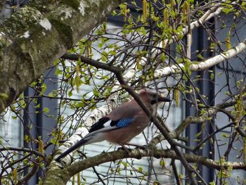 Low angle view of bird perching on tree