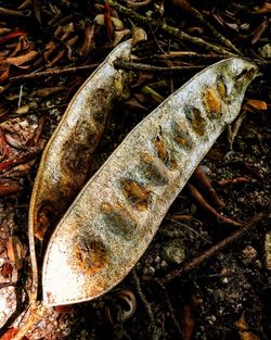 Close-up of rusty metal