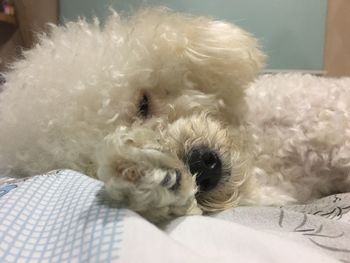 Close-up of dog sleeping