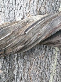 Close-up of tree trunk