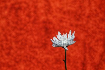 Close-up of red flower on plant