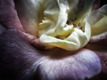 Close-up of rose flower