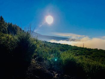 Plants growing on land against sky