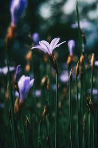 Close-up of purple flowering plants on field