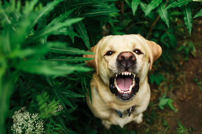 Close-up portrait of a dog