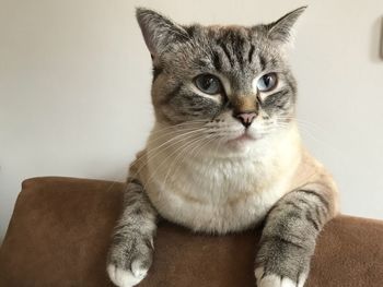 Portrait of cat sitting on sofa