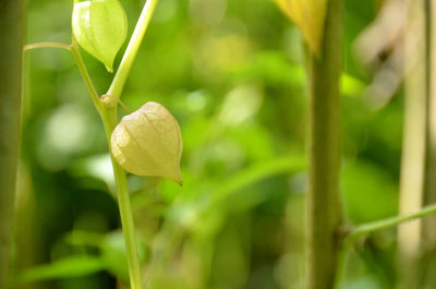 Closeup the forest flower with plant and leaves growing in the forest.