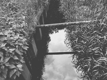 Plants growing in farm against sky