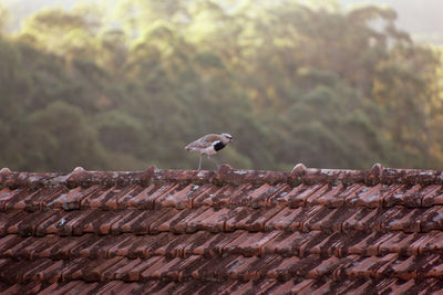 Bird perching on roof