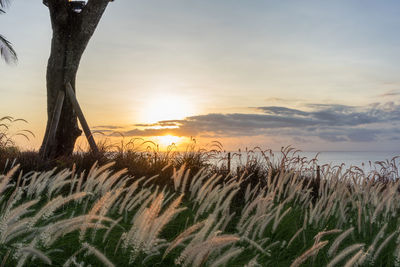 Scenic view of field against sky during sunset