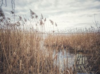 Dry grass on field by lake against sky