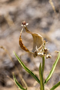 Close-up of wilted flower