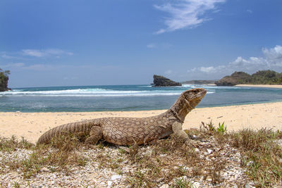 Savannah monitor lizard roam at the tropical beach