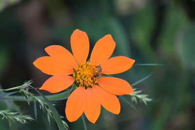 Close-up of orange hibiscus flower