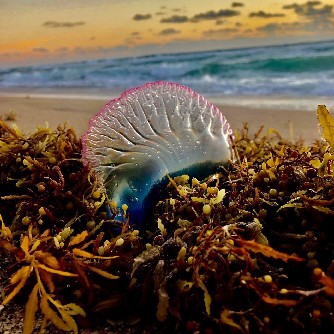 CLOSE-UP OF JELLYFISH IN SEA