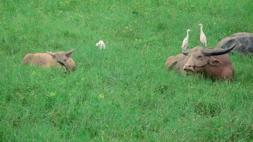 View of deer on field