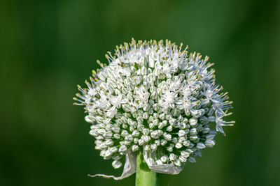 Close-up of white flowering plant