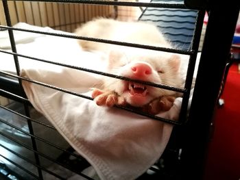 Close-up of cat in cage