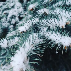 Close-up of pine tree during winter